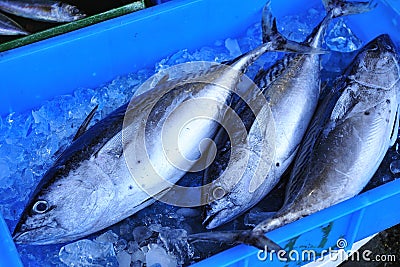 Fresh Tuna at Fish Market Stock Photo