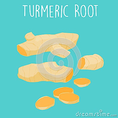 Fresh turmeric root on white background Vector Illustration