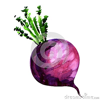 Fresh turnip isolated on white background Stock Photo