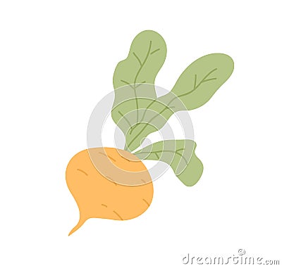 Fresh turnip with leaves. Icon of swede tuber with tops. Raw root vegetable. Flat vector illustration of natural veggie Vector Illustration