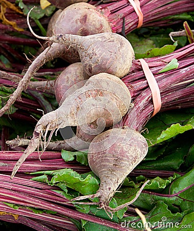 Fresh Turnips Stock Photo