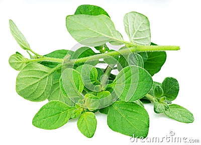 Fresh twigs of oregano isolated on white background Stock Photo