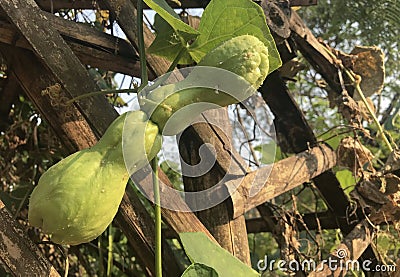 fresh twin green chayote on branch from organic farm. Stock Photo