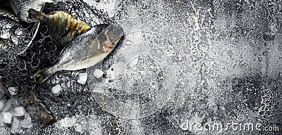 Fresh unprepared Dorado fish in an old bucket with fishing net. Stock Photo