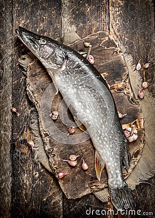 Fresh unprepared pike on a cutting board. Stock Photo