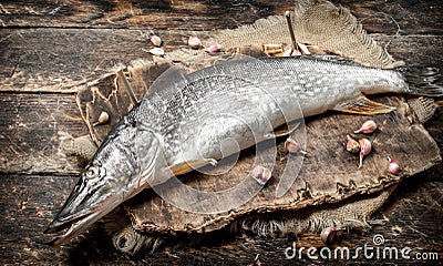 Fresh unprepared pike on a cutting board. Stock Photo