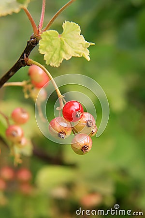 Fresh unripe red currant berries Stock Photo