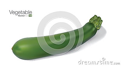 Fresh vegetable marrow Vector Illustration