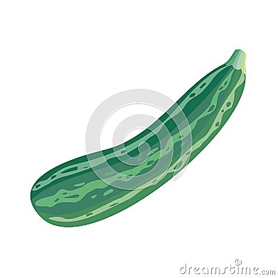 Fresh Vegetable Marrow. Oblong, Green Squash. Vector Illustration