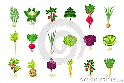 Fresh Vegetable Plants With Roots Set Vector Illustration