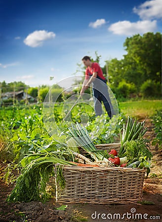 Fresh vegetables in basket laying in garden Stock Photo