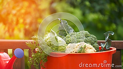 Fresh vegetables from the bed. An orange basin of assorted cabbage on a wooden surface against the blurry green background o. Stock Photo