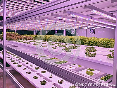 Fresh Vegetables are growing in indoor farm/vertical farm. Stock Photo