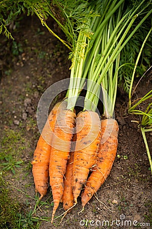 Fresh Vegetables Of Orange Carrot On Ground In Garden. Stock Photo