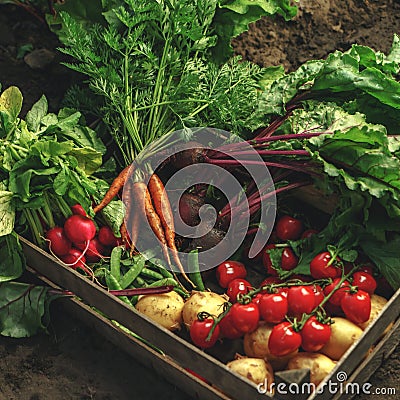 Fresh vegetables, potato, radish, tomato, carrot, beetroot in wooden box on ground on farm at sunset. Freshly bunch harvest. Stock Photo