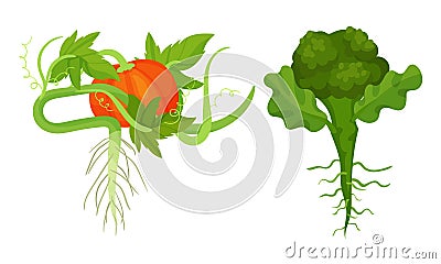 Fresh Vegetables with Rootstock and Top Leaves Vector Set Vector Illustration