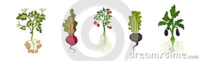 Fresh Vegetables with Rootstock and Top Leaves Vector Set Vector Illustration