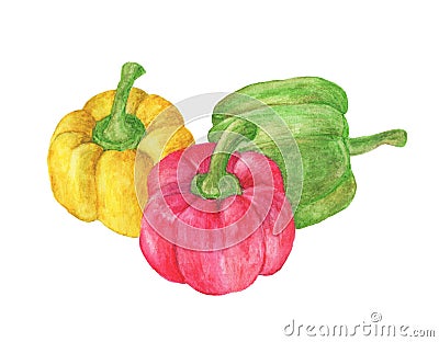 Fresh vegetables Three sweet Red, Yellow, Green Peppers Stock Photo
