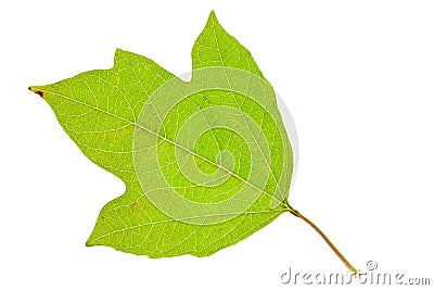 Fresh viburnum leaf Stock Photo