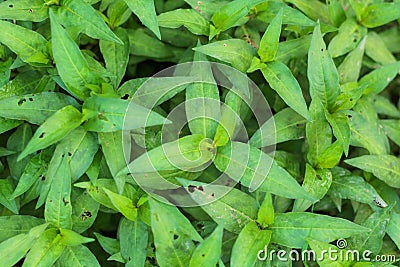 Fresh Vietnamese coriander plant Stock Photo