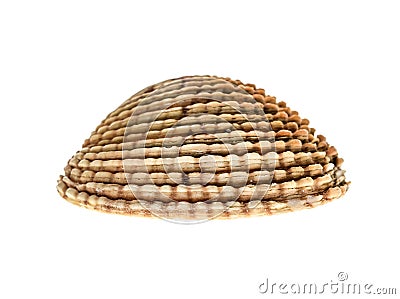 Fresh Warty venus - Fasolara venus verrucosa shell isolat Stock Photo