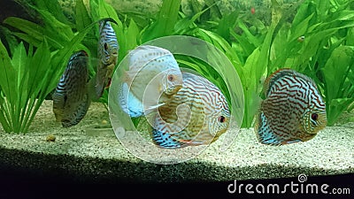 Fresh water aquarium with discus fish & x28; amazon fish and plants species& x29; Stock Photo