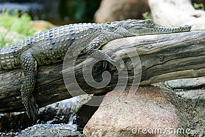 Fresh Water Crocodile Stock Photo