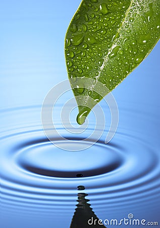 Fresh Water Drop Leaf Spa Stock Photo