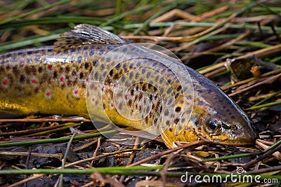 Fresh water, wild brown trout on vegetation by the river. Wild fish with dots on the grass. Fly fishing, spinning in the river Stock Photo