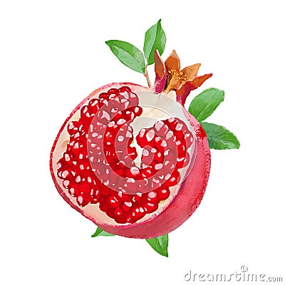 Fresh watercolor pomegranate vector illustration Vector Illustration