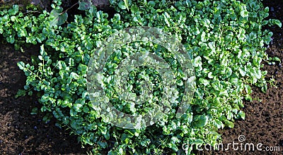 Fresh watercress greens Stock Photo