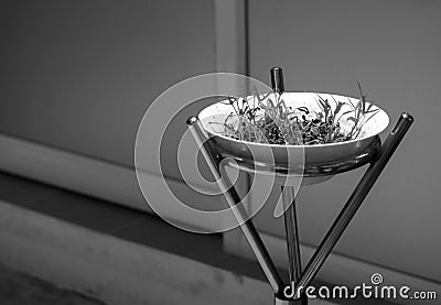 FRESH WATERCRESS SPROUT GROWING IN WHITE BOWL Stock Photo