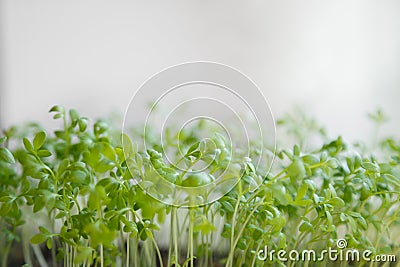 Fresh watercress sprouts on windowsill. Selective focus Stock Photo