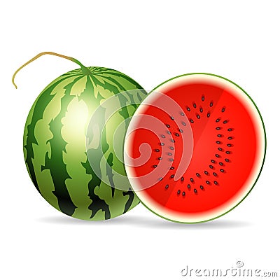 Fresh watermelon isolated on white background Vector Illustration