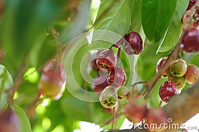 Fresh wax apple fruit Stock Photo