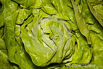 Fresh and wet butter lettuce background Stock Photo