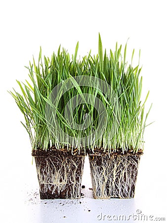 Fresh wheat grass on white Stock Photo