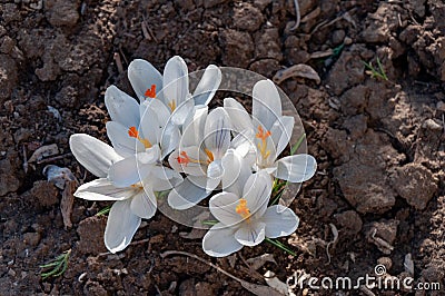 Fresh white flowers crocuses, spring flowers background in the wild nature. Seasonal crocus in early spring. Stock Photo