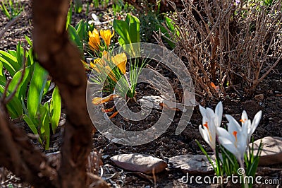 Fresh white flowers crocuses, spring flowers background in the wild nature. Seasonal crocus in early spring. Stock Photo