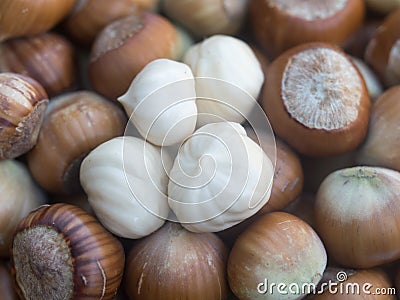 Fresh white hazelnuts kernel Stock Photo