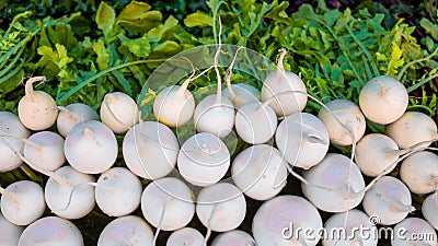 Fresh White Radish vegetables in market Stock Photo