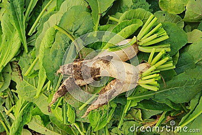 Fresh white radish in the farmland, Harvesting the white radishes, Fresh radishes in the garden Stock Photo