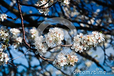 Fresh White Springtime Blossoms in full bloom Stock Photo