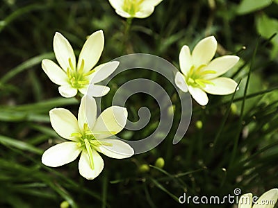 Fresh white Zephyranthes minuta Stock Photo