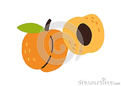 Fresh whole apricot with leaf and half piece of fruit with pit. Sweet ripe exotic food composition. Colored flat vector Vector Illustration