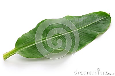 Fresh whole banana leaf Stock Photo
