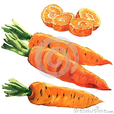 Fresh whole carrot, cut round pieces, set carrots, food, vegetable isolated, hand drawn watercolor illustration on white Cartoon Illustration