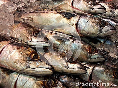 Fresh whole mackerel Stock Photo