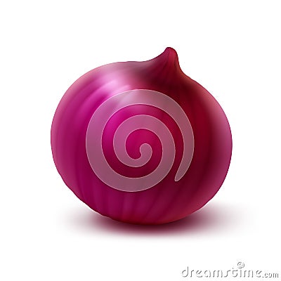 Fresh Whole Onion Bulb Isolated on Background Vector Illustration