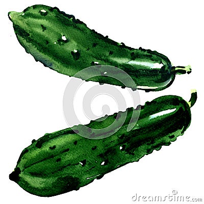 Fresh whole two cucumbers isolated, green vegetable, watercolor illustration on white Cartoon Illustration